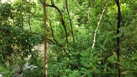 Exploring-a-small-lake-in-a-rocky-environment-in-the-middle-of-the-jungle