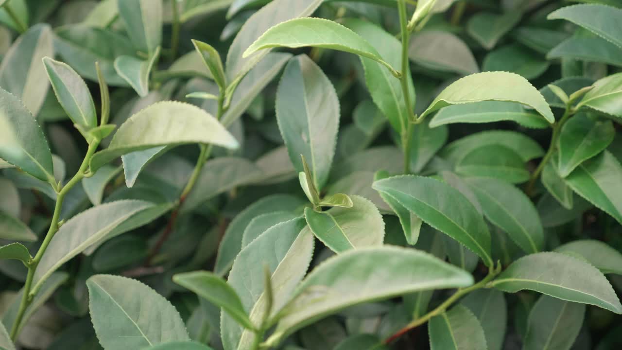 hojas de té verde en el arbusto de té de cerca