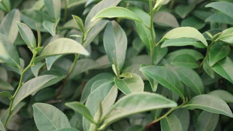 foglie di tè verde sul cespuglio di tè da vicino