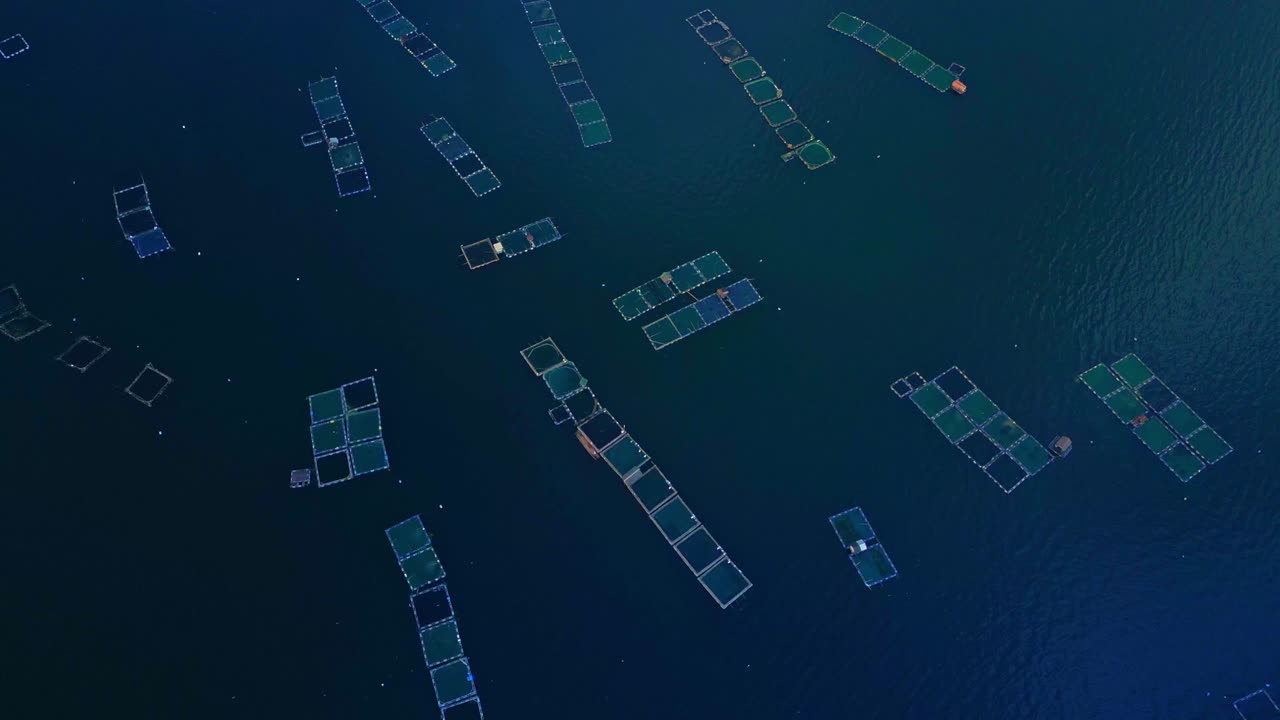 A tilt-down aerial of square fishing nets floating across the calm waters of Taal Lake in Talisay, Batangas, Philippines