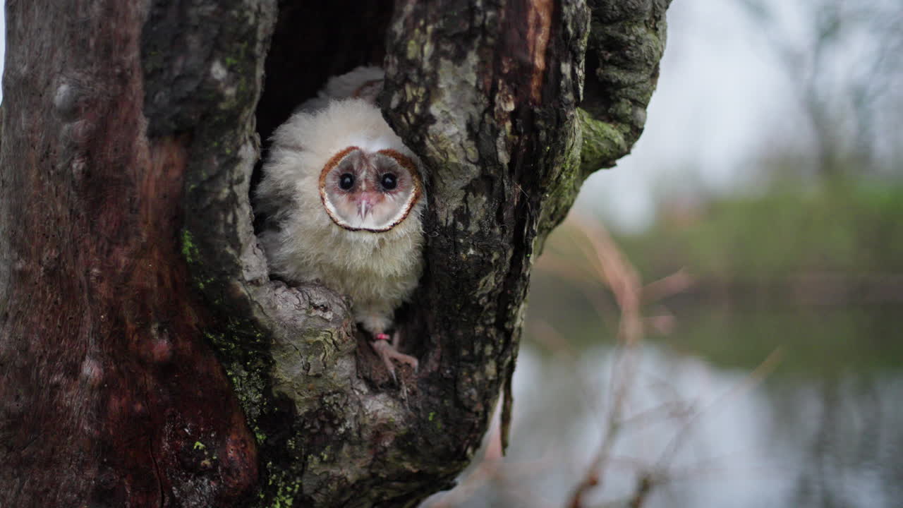 나무 구 에 있는 아기 창고 부이