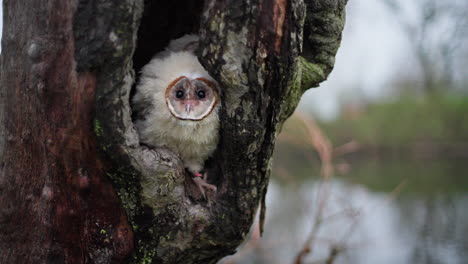 baby barn owl in a tree hole