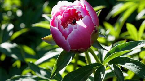 pink peony bud