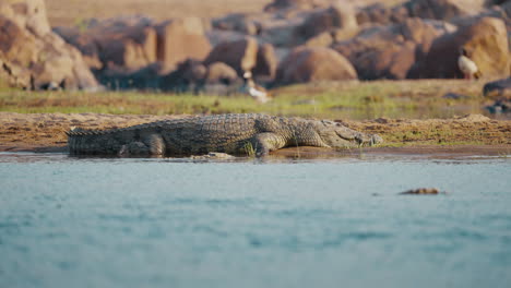 large crocodile lying on the sandy riverbank in gonarezhou national park, zimbabwe