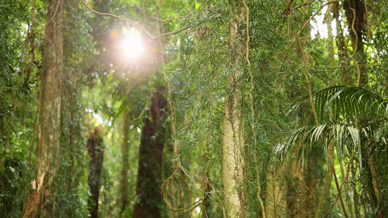 Sunlight beams through dense tropical foliage, highlighting vibrant greenery in a serene rainforest setting. Dynamic lighting creates a tranquil atmosphere