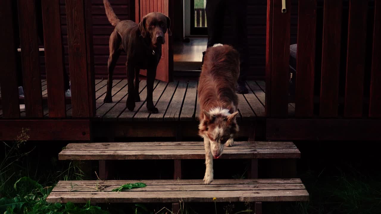 석양 빛에 아름다운 강아지의 놀라운 클로즈업