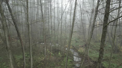 atmosphere of a forest shrouded in fog