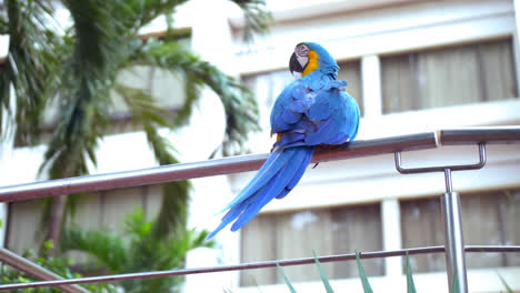 toma general de un loro colorido tendido en una valla metálica y moviéndose a su alrededor
