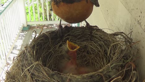el pequeño petirrojo come polilla en el nido, proporcionado por la madre petirrojo
