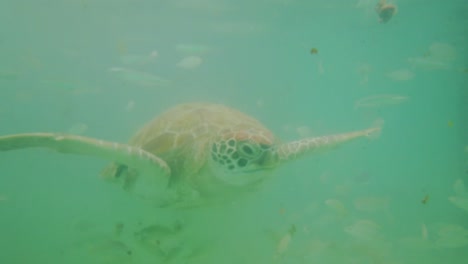 Una-Tortuga-Marina-Verde-Alimentándose-Y-Nadando-Entre-Los-Peces-En-Un-Arrecife-Poco-Profundo