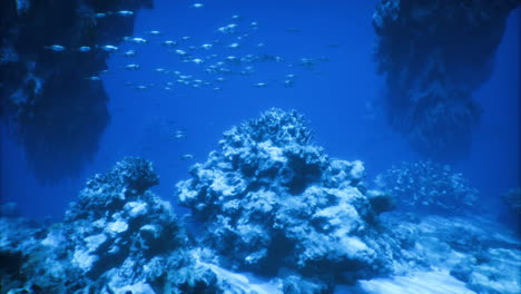 colorful coral reef ecosystem beneath a clear blue ocean surface