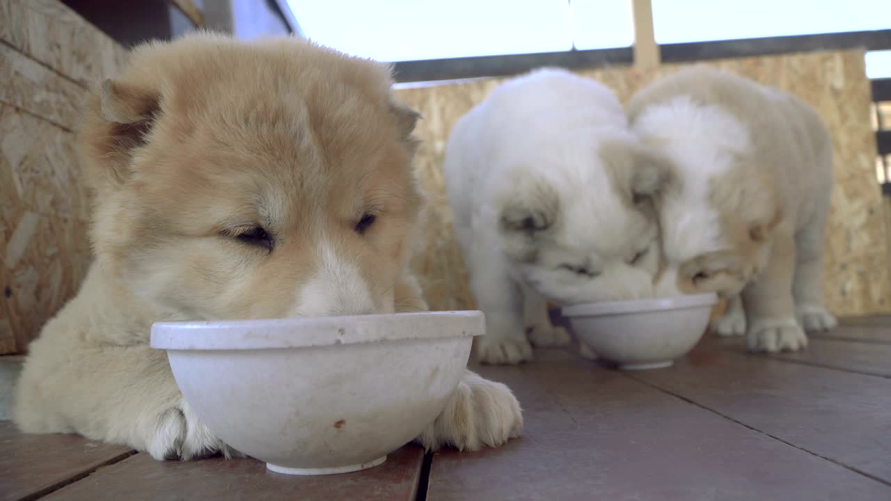 알라바이 품종의 강아지