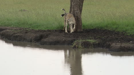 guepardo dos hermanos al lado de un pequeño estanque, caminando hacia un árbol para marcar el olor, masai mara, kenia
