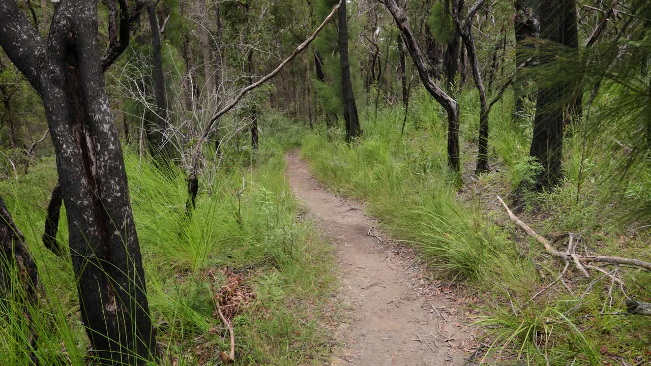 Handheld Footage along the Dave's Creek Circuit walk in Lamington National Park, Gold Coast Hinterland, Australia
