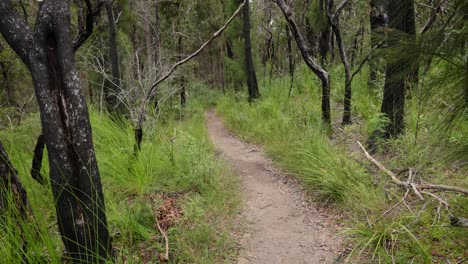 Handheld-Footage-along-the-Dave's-Creek-Circuit-walk-in-Lamington-National-Park,-Gold-Coast-Hinterland,-Australia