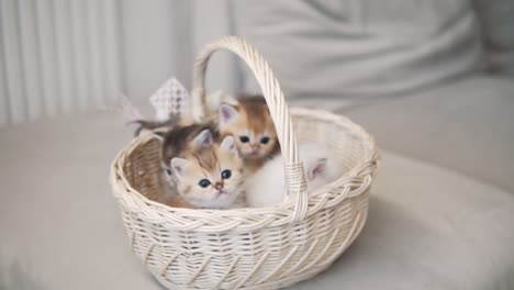 Four-British-Golden-Chinchilla-kittens-are-sitting-in-a-white-basket-and-looking-straight-into-the-camera