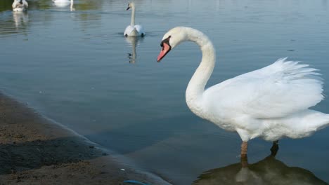 canada lake ontario summer water lakeshore toronto etobicoke water humber