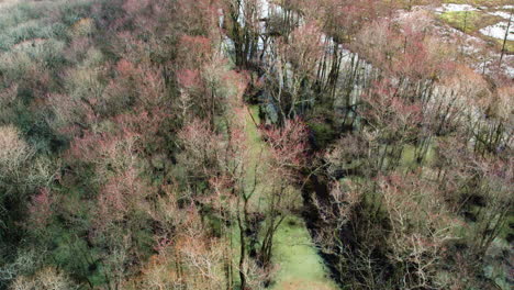 überfluteter-Waldwanderweg-Im-Winter,-Nordische-Szene,-Luftaufnahme