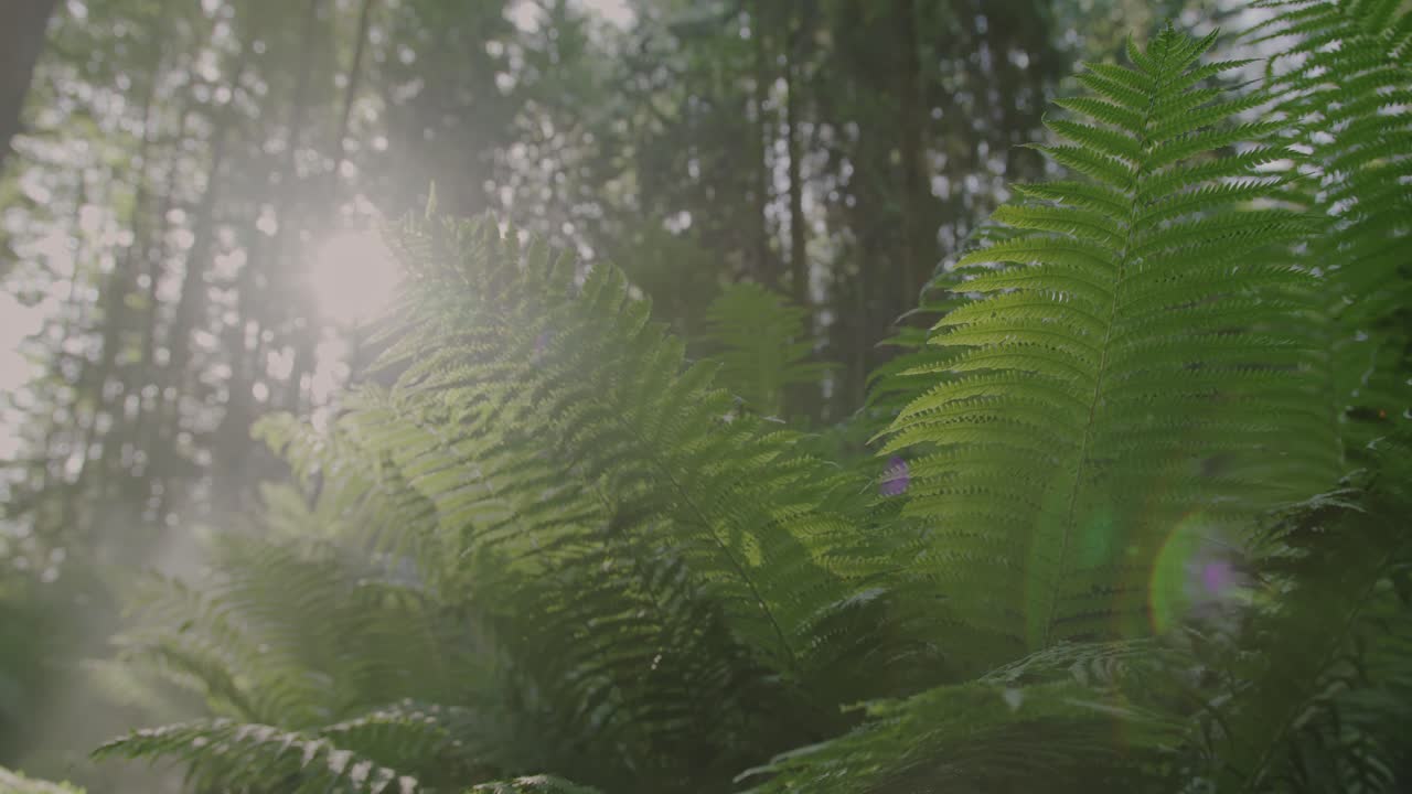 волшебный лес: величественный зеленый папоротник возвышается над камерой, когда солнце мерцает через его ветви в замедленном движении