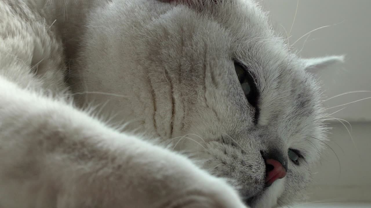 알레르기의 원천으로 고양이 털의 개념, 알레르기 의약품, 영국 고양이 및 스프링 몰팅