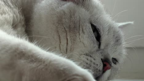 concept of cat hair as a source of allergy. medicine for allergies, british cat and spring moulting