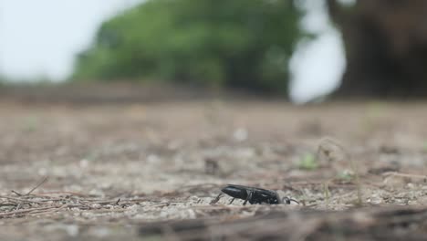 Große-Schwarze-Wespe,-Die-Im-Sand-Gräbt-Und-In-Zeitlupe-Davonfliegt,-Sphex-Pensylvanicus