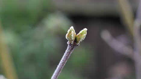 Eine-Kleine-Knospe-Eines-Im-Nachtfrost-Gefrorenen-Strauchbaums-Wiegt-Sich-Sanft-In-Einer-Leichten-Brise