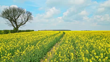 Ein-Wunderschöner-Und-Ruhiger-Blick-Auf-Eine-Gelbe-Rapsernte-Auf-Einem-Feld-In-Lincolnshire