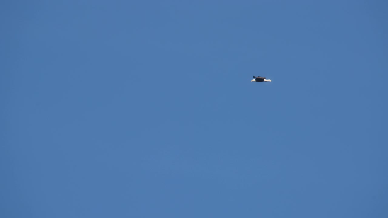 Hvidhovedet havørn flyver på himlen og jager