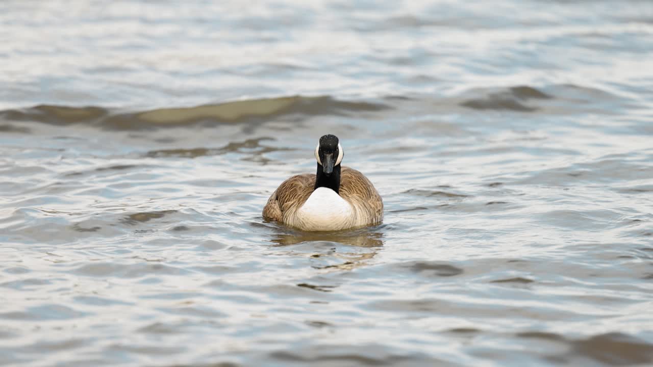 Bellissima oca canadese si pulisce le piume mentre galleggia nelle acque agitate del fiume Ottawa
