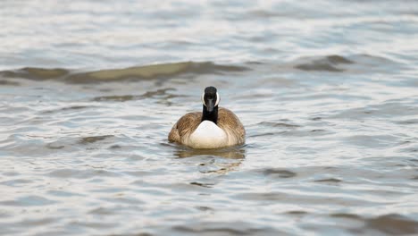 Beautiful-Canadian-goose-cleans-its-feathers-as-it-floats-in-the-choppy-waters-of-the-Ottawa-River