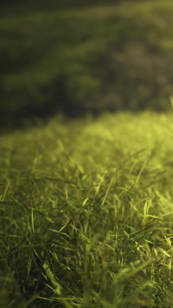 Hierba verde exuberante que brilla bajo la suave luz de la mañana en un entorno tranquilo.