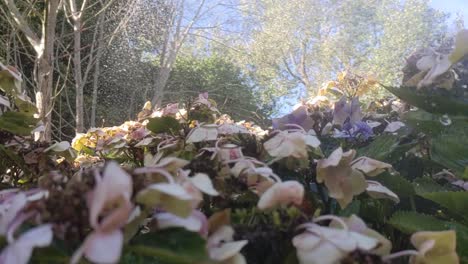 Slow-Motion-Sprinkler-Watering-Hydrangea-on-Hot-Sunny-Day-UK