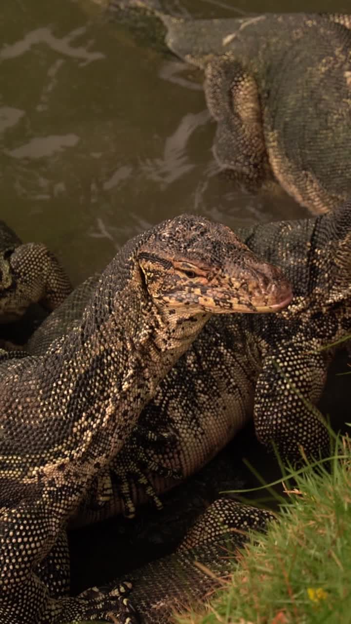 Watch as a monitor lizard devours a fish in this mesmerizing slow-motion footage captured at Lumphini Park, revealing the beauty of nature in Bangkok.