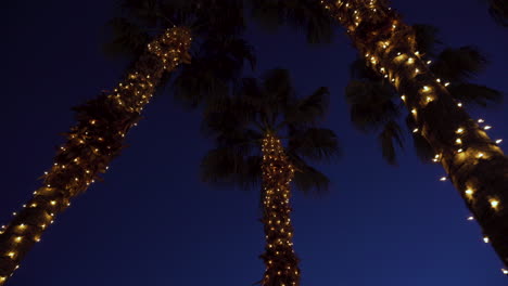 christmas lights on palm trees at twilight in california for a party