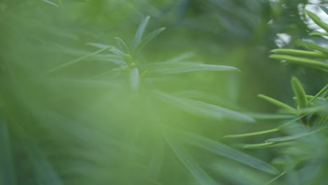 Evergreen-Conifer-Tree-In-Forest,-Closeup-Shot