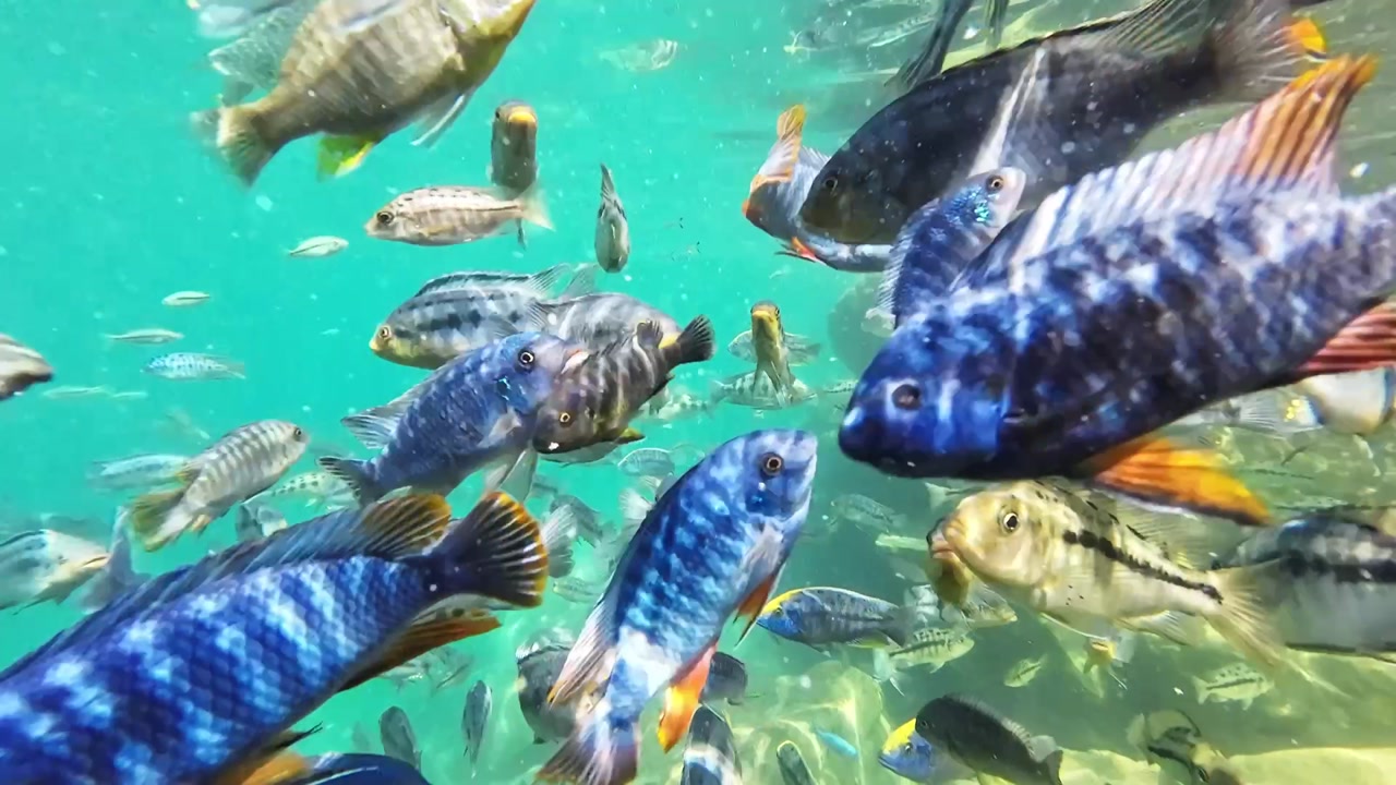 Vibrant underwater footage of colorful cichlid fish swimming in Lake Malawi. Schools of tropical freshwater fish swim in their natural habitat.