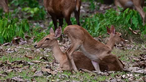 Der-Eldhirsch-Ist-Aufgrund-Von-Lebensraumverlust-Und-Jagd-Eine-Vom-Aussterben-Bedrohte-Art