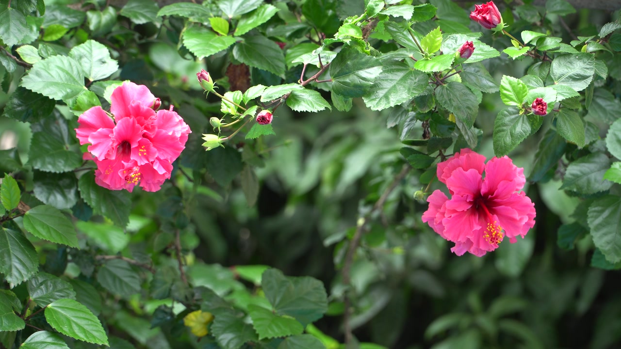 Primo piano statico di vivaci fiori di ibisco rosa, boccioli non aperti e fogliame verde lucido in una morbida luce naturale, che crea una lussureggiante scena di giardino botanico con una leggera sfocatura dello sfondo