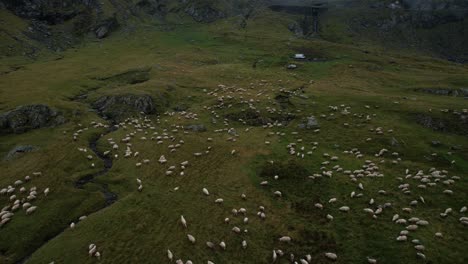 cinematic orbiting over a flock of sheep running through a lush valley and misty mountains in transfagarasan, romania.