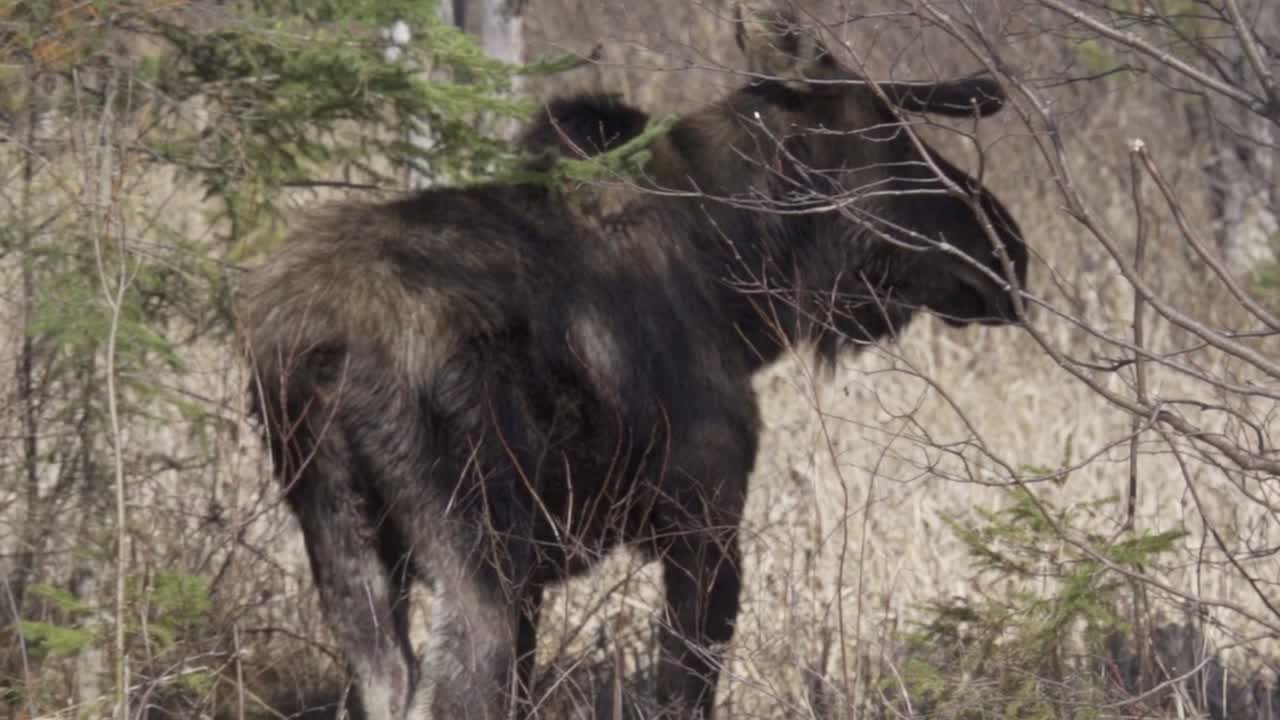 Un'auto passa davanti a un grande alce selvatico maschio nel suo habitat naturale.