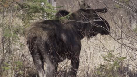 car drives past a large wild bull moose in natural habitat