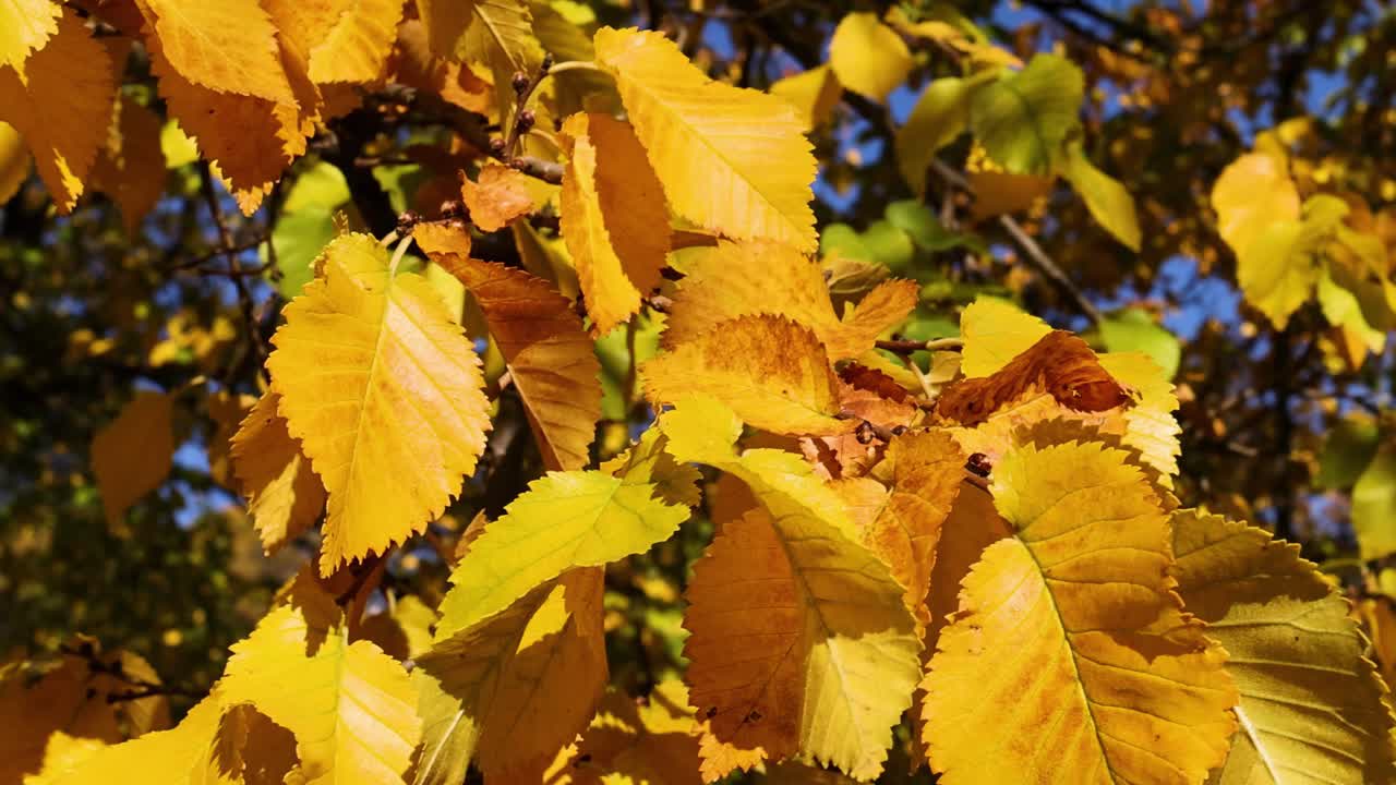 Bright yellow leaves fill the frame, contrasting with a vivid blue sky in the background.