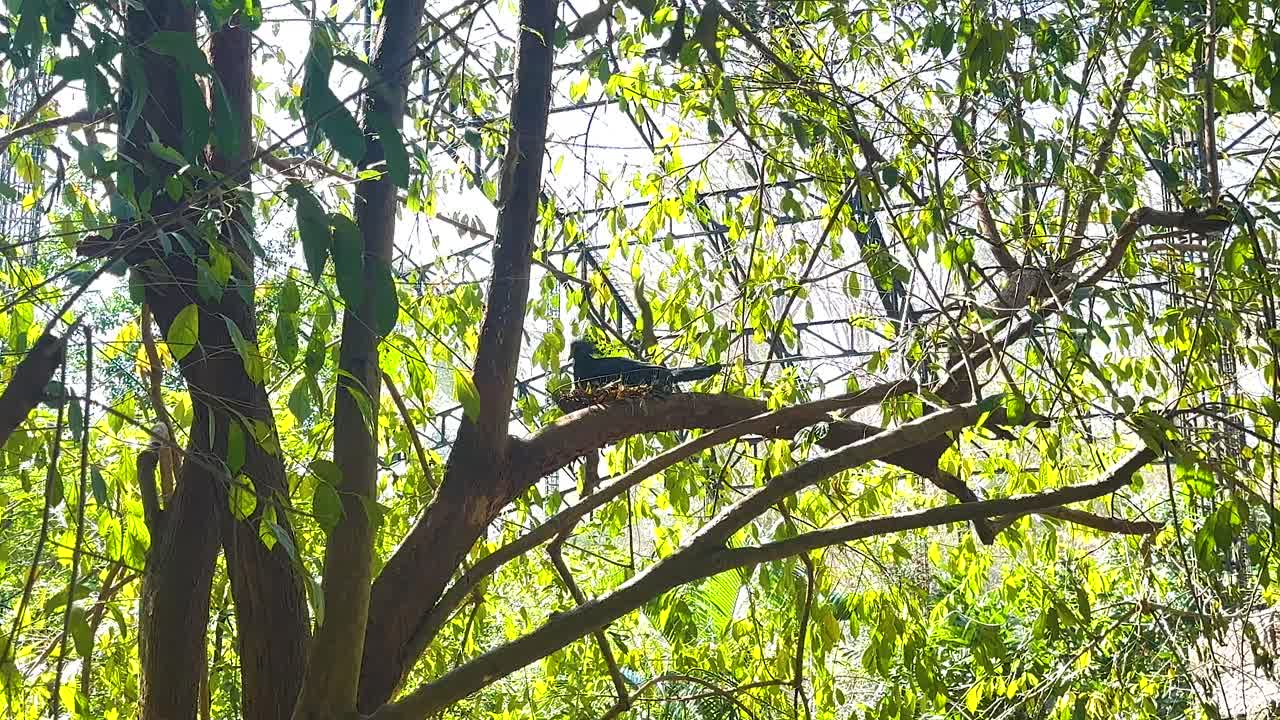 울창한 동물원 환경에서 비둘기, 태국, 2024 년 12 월