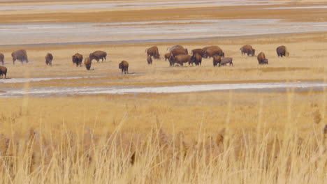 una gran manada de bisontes americanos o búfalos a orillas del lago salado en la isla antílope, utah