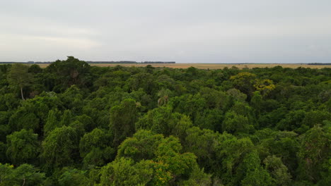 aerial view of tree canopy