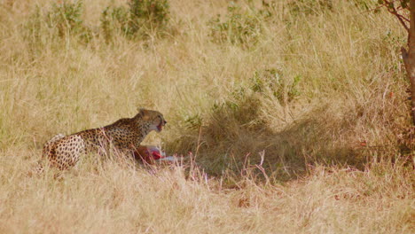 vida y muerte en las llanuras africanas