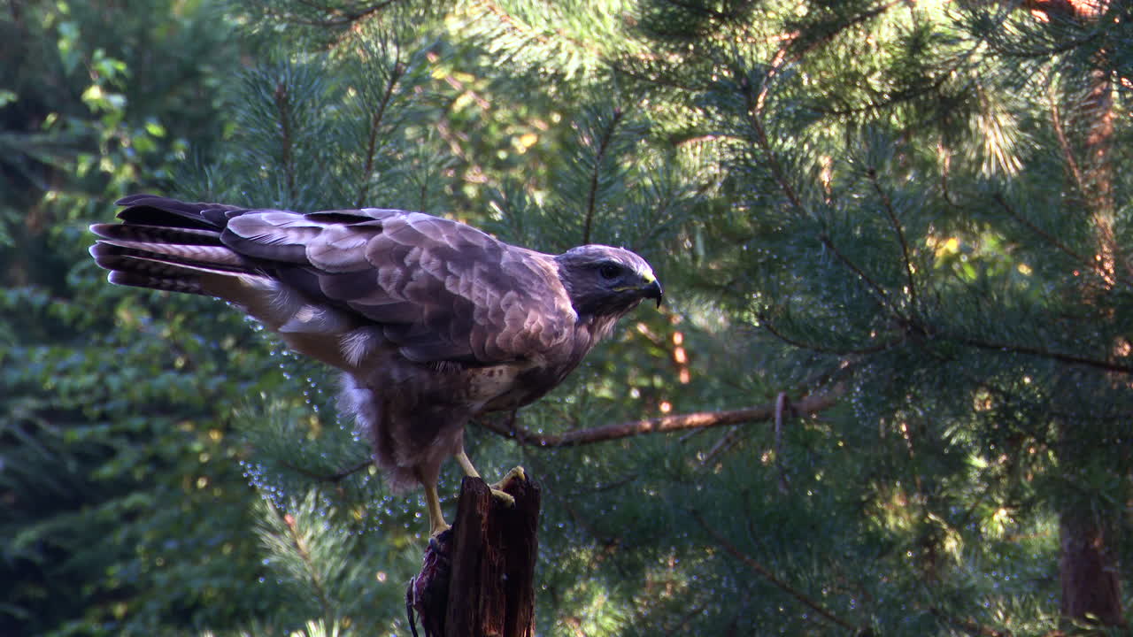 ratonero común comiendo mientras está encaramado en un tocón de árbol en un bosque