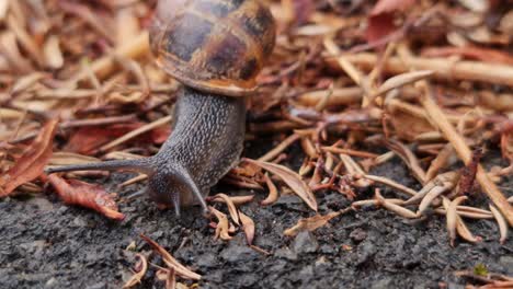 un pequeño caracol de jardín marrón moviéndose sobre hojas muertas en un pavimento húmedo