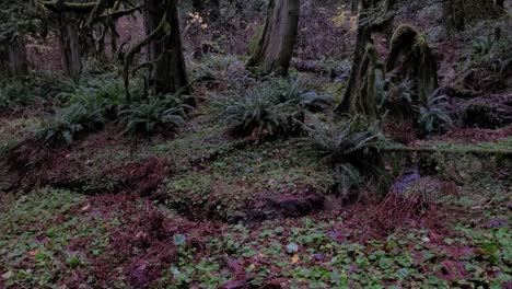 bosque encantado